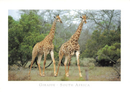 AFRIQUE DU SUD - Giraffe - South Africa - Carte Postale - Sudáfrica