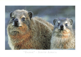 AFRIQUE DU SUD - Dassie - South Africa - Carte Postale - Sudáfrica