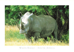 AFRIQUE DU SUD - White Rhino - South Africa - Carte Postale - Sudáfrica