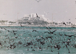 QATAR--1988-- DOHA   ( Bâtiment , Oiseaux) - Qatar