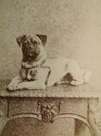 Photo CDV Wegner & Mottu à Amsterdam  Petit Chien Posant Sur Une Table  CA 1890 - L679B - Old (before 1900)