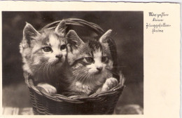 2 Chats Dans Panier -cats-katzen -poesjes In Mand - Cats