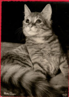 Chat-  Cat -katze - Gestreepte Poes Met Mooie Staart - Katten