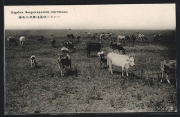 AK Harbin, Rinder Auf Der Weide  - China