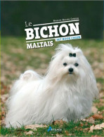 Bichon Maltais - Sonstige & Ohne Zuordnung