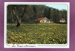 88 Souvenir  Des VOSGES La Ferme Au Milieu Des Jonquilles - Other & Unclassified