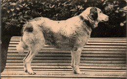 N°1702 W -cpa Chien Des Pyrénées - Hunde