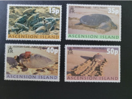 Ascension 2000 Turtles - Tortues