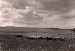 CPSM - GORGES Du TARN - Le Causse Méjean (Scène Pastorale Brebis) - Edition Yvon - Breeding