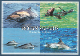 AFRIQUE DU SUD - Ocean Safaris - Plettenberg Bay - South Africa - Carte Postale - Zuid-Afrika