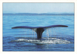 AFRIQUE DU SUD - Southern Right Whales Eubalaena Australis Ca Be Seen Along The South And East Coasts - Carte Postale - South Africa