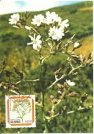 30843 - Carte Maximum - Portugal - Açores - Flores Fleurs - Alfacinha - Lactua Watsoniana - Maximumkarten (MC)