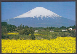 121177/ Mt. Fuji, Rape Blossoms - Autres & Non Classés
