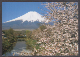 121176/ Mt. Fuji As Seen From Oshino-mura In Yamanashi With Cherries In Bloom - Altri & Non Classificati