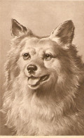 "Head Of A Breed Dog" Old Vintage German Photo Postcard - Perros