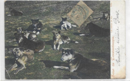 TURQUIE. CONSTANTINOPLE. CHIENS DE RUE. CARTE ECRITE - Turkije