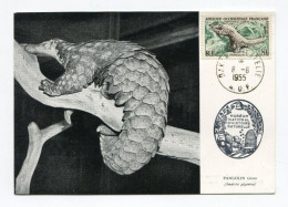 !!! AOF CARTE MAXIMUM PANGOLIN CACHET DE DAKAR DU 8/6/1955 - Cartas & Documentos