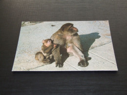 75363-  APEN / APES / AFFEN / SINGES / SIMIOS - Monkeys