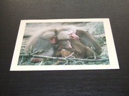 75366-  APEN / APES / AFFEN / SINGES / SIMIOS - Monkeys