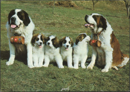 CHIENS DU SAINT BERNARD "Zwinger Vom Säuliamt Kurz Und Langhaar" - Perros