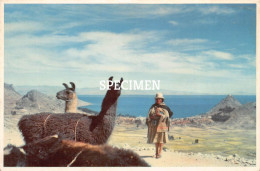 View Of Lake Titicaca - Lama - Peru