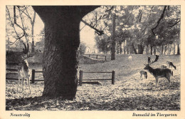 Neustrelitz Damwild Im Tiergarten Gl1943 #169.175 - Sonstige & Ohne Zuordnung