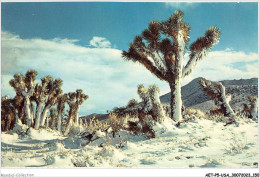 AETP5-USA-0424 - One Of Nature's Strangest And Most Picturesque Contrasts Is The Desert Joshua Tree Covered With Snow - Autres & Non Classés