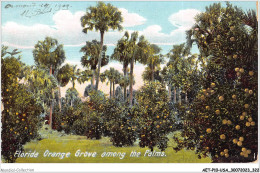 AETP10-USA-0851 - FLORIDA Orange Grove Among The Palms - Andere & Zonder Classificatie