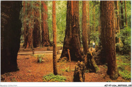 AETP7-USA-0575 - CALIFORNIA - Muir Woods National Monument - Bohemian Grove - Other & Unclassified