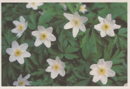 FLEURS Vintage Carte Postale CPSM #PBZ387.A - Flowers