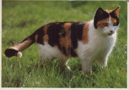 GATTO KITTY Animale Vintage Cartolina CPSM #PAM368.A - Katten
