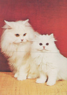 CHAT CHAT Animaux Vintage Carte Postale CPSM Unposted #PAM289.A - Katten