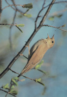 BIRD Animals Vintage Postcard CPSM #PAN332.A - Oiseaux