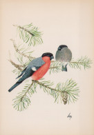 UCCELLO Animale Vintage Cartolina CPSM #PAN224.A - Vögel