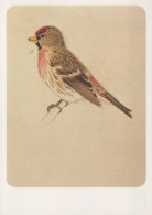 VOGEL Tier Vintage Ansichtskarte Postkarte CPSM #PAN201.A - Vögel