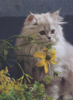 KATZE MIEZEKATZE Tier Vintage Ansichtskarte Postkarte CPSM #PBQ757.A - Katten