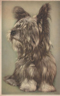 CANE Animale Vintage Cartolina CPA #PKE793.A - Perros