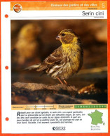 SERIN CINI Oiseau Illustrée Documentée  Animaux Oiseaux Fiche Dépliante - Animali