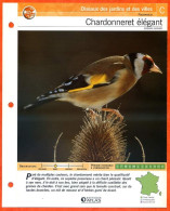 CHARDONNERET ELEGANT Oiseau Illustrée Documentée  Animaux Oiseaux Fiche Dépliante - Animaux