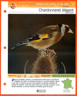 CHARDONNERET ELEGANT Oiseau Illustrée Documentée  Animaux Oiseaux Fiche Dépliante - Dieren