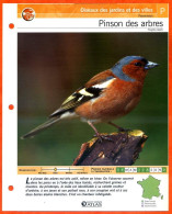 PINSON DES ARBRES Oiseau Illustrée Documentée  Animaux Oiseaux Fiche Dépliante - Dieren