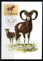 HUNGARY UNGHERIA RICCIONE 1964 FAUNA ANIMALS HUNTING RIFLE MOUFLON 1fo MAXI MAXIMUM CARD CARTE - Maximumkaarten