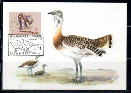 HUNGARY UNGHERIA RICCIONE 1964 FAUNA ANIMALS HUNTING RIFLE GREAT BUSTARD 2fo MAXI MAXIMUM CARD CARTE - Cartes-maximum (CM)