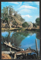 Louisiana, Along The Bayou, Unused. - Andere & Zonder Classificatie