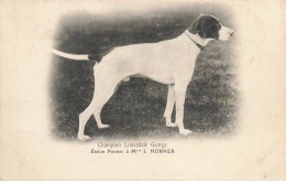 CHIENS #MK52797 CHAMPION LUNESDALE GEORGE ETALON POINTER A MME L HORNER CHIEN CHASSE - Perros