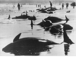 ANIMAUX DAUPHINS #PPMK1385 PHOTO SUICIDE COLLECTIF DE PLUS DE CENT DAUPHINS AU JAPON 5/01/82 - Sonstige & Ohne Zuordnung