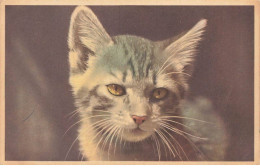 CHATS #MK48872 CHAT GRIS AU YEUX JAUNE - Cats