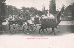 METIERS #MK49051 VOITURES AUX LAMAS - Bauern