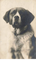 ANIMAUX #DC51477 CHIEN SAINT BERNARD - Perros