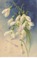 ILLUSTRATEURS #MK53498  FLEURS BLANCHES PAR ILLUSTRATEUR KLEIN JUDAICA JUIF - Klein, Catharina